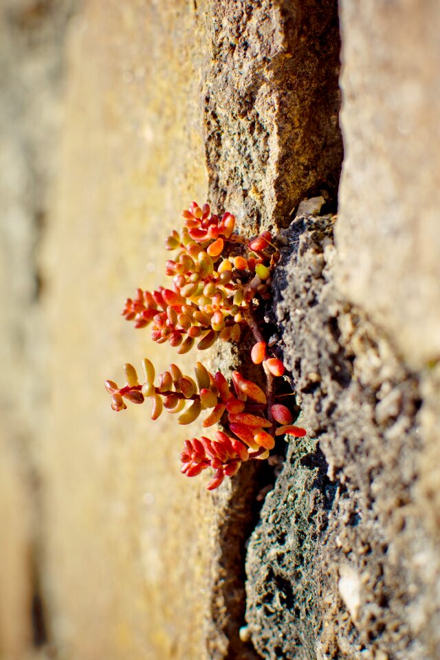Succulent stonecrop family wall column