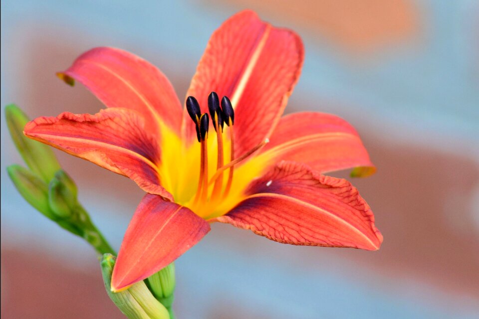 Orange flower garden
