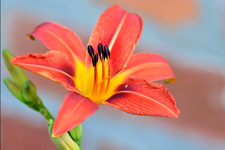 Orange flower garden photo