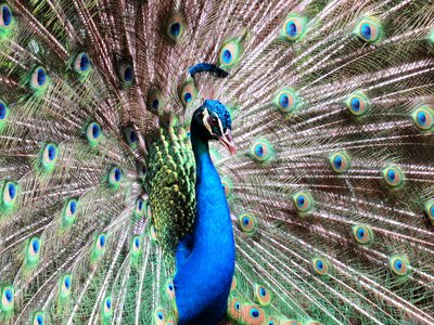 Blue feathers green