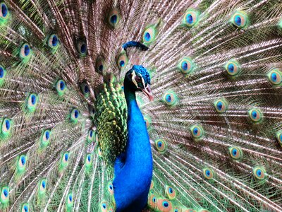 Blue feathers green photo