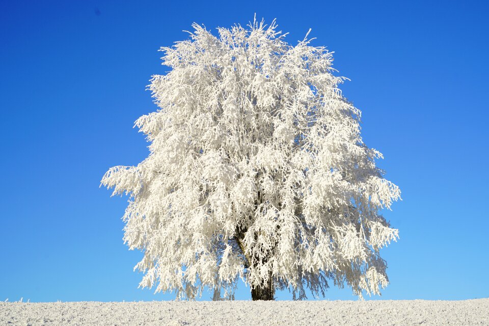 Iced crystal formation snowy