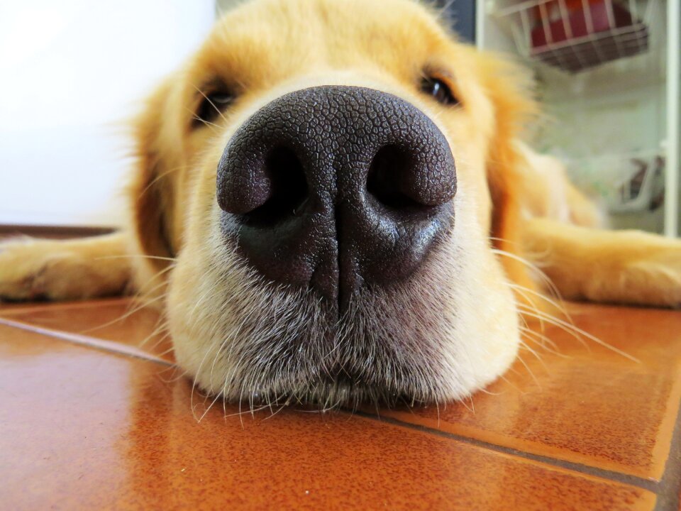 Golden retriever animal race