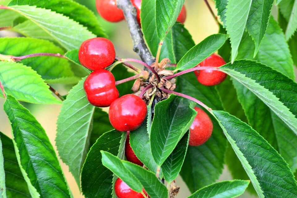 Branch fruits fruit tree