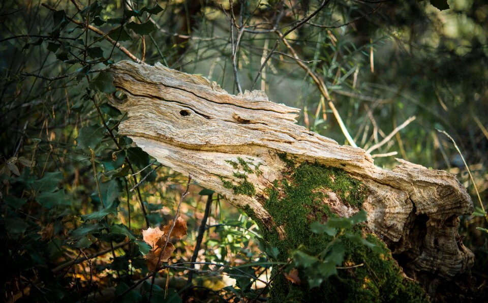 Natural sculpture nature foam