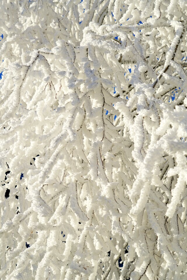 Snow-covered hoarfrost iced
