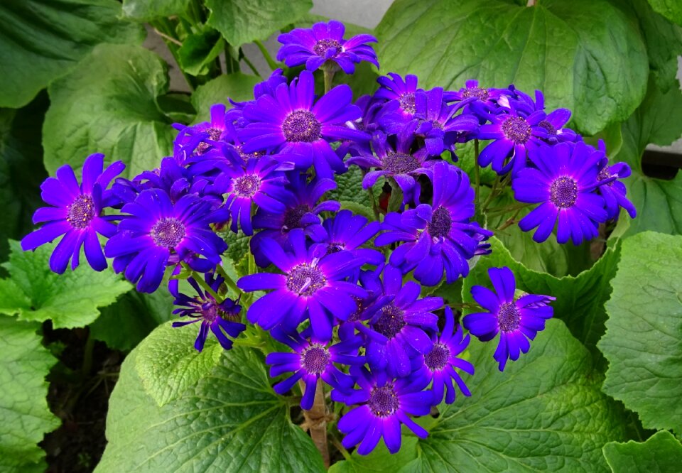 Purple garden kolkata