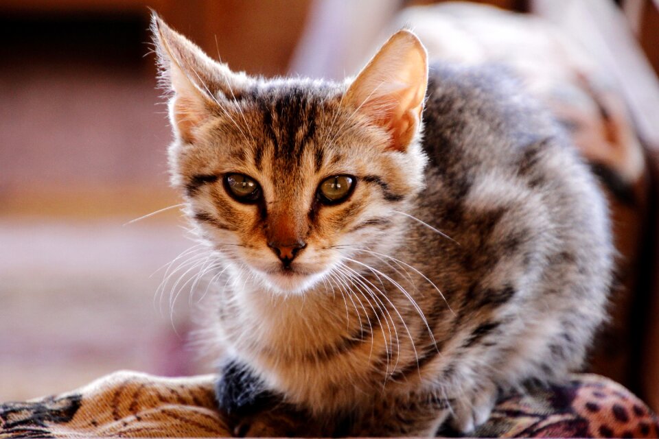 Pet animal domestic cat