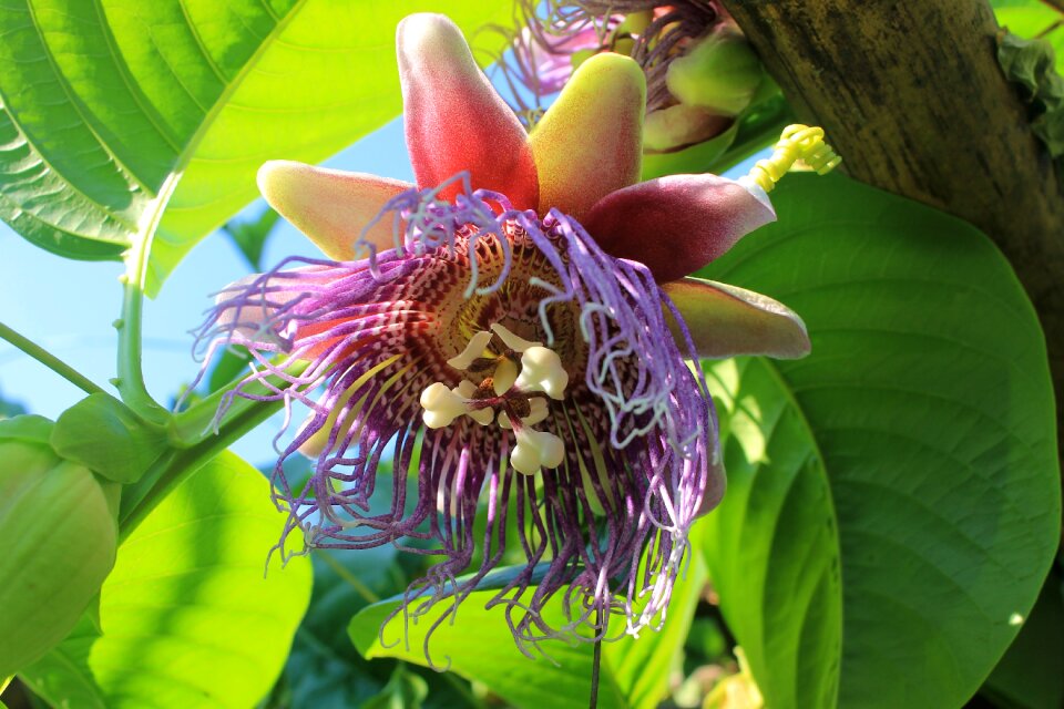 Big passion fruit flower blossom plant