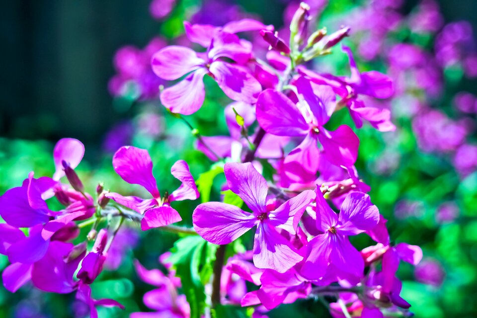 Bright bedding plant color