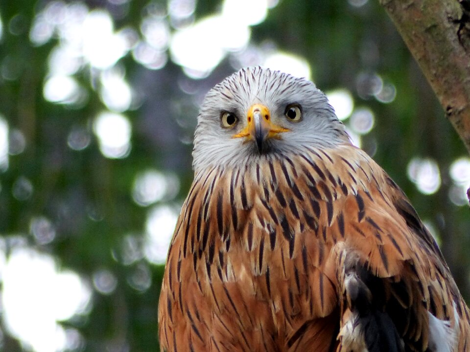 Birds bill animal
