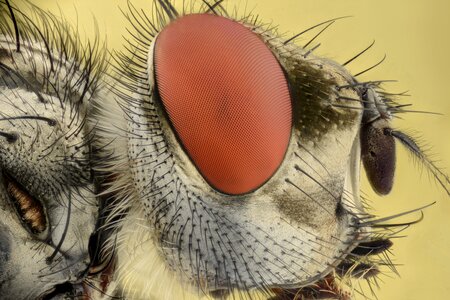 Eyes bug fly