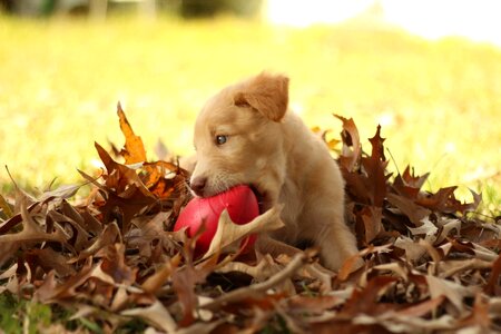 Golden retriever pit puppy