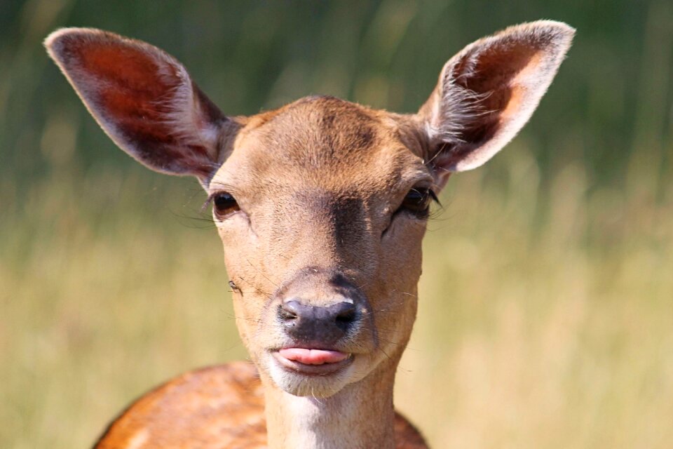 Fallow deer scheu animal