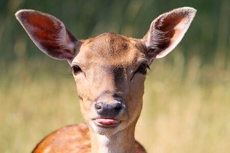 Fallow deer scheu animal