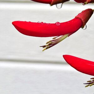 Red flower firecracker plant bloom