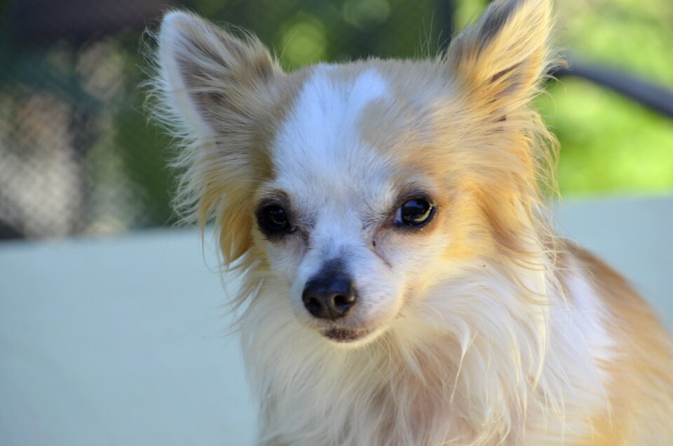 Animals small small dog