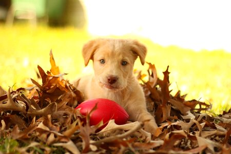 Golden retriever pit puppy