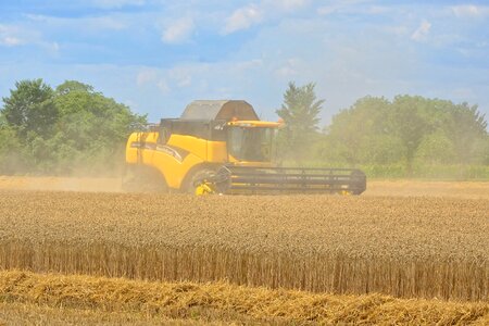 Cereals arable food photo