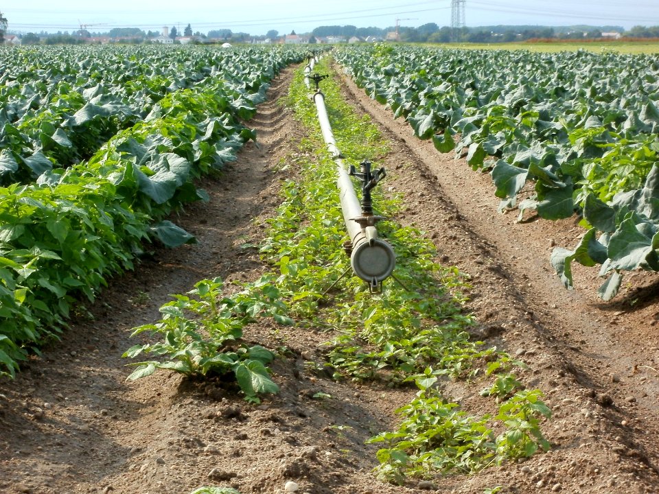 20110917Kohlrabi_Neulussheim4