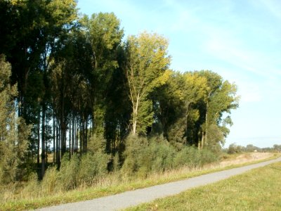 20110915Rheinauenwald_Rheinhausen1