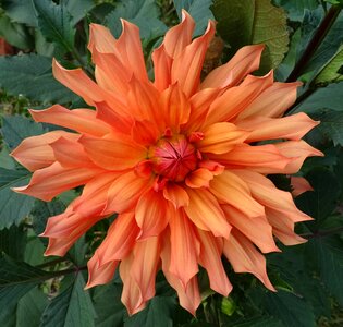 Plant garden bloom