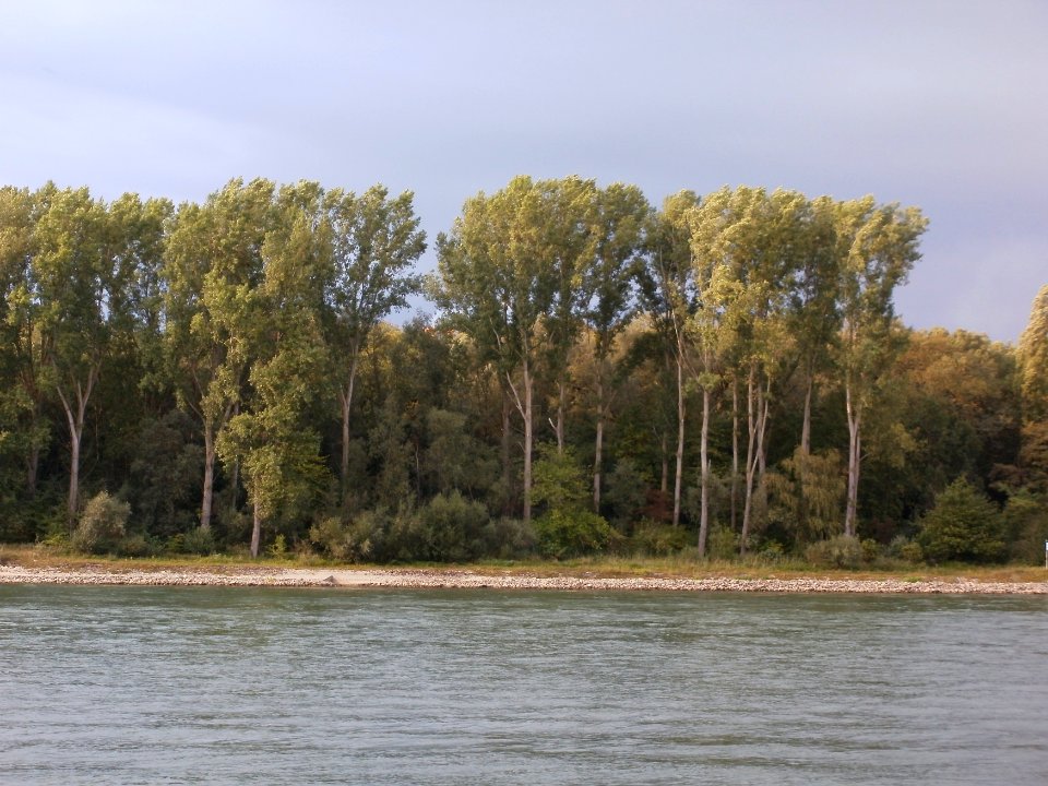 20110917Rhein_Rheinhausen2