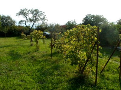 20110917Weinberg_Oberhausen