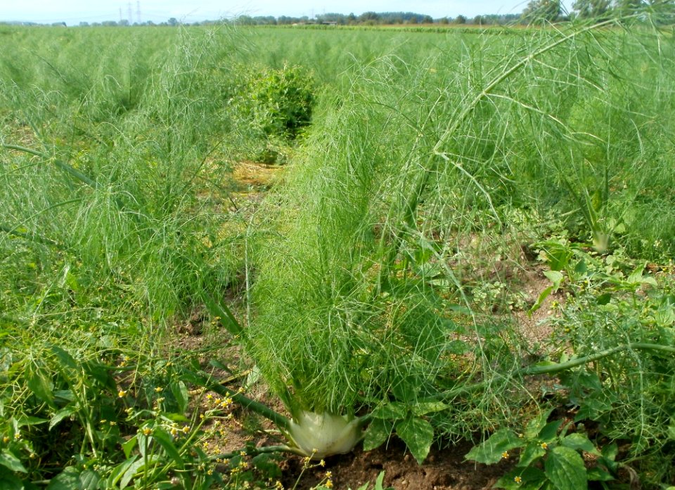 20110917Fenchel_Neulussheim6