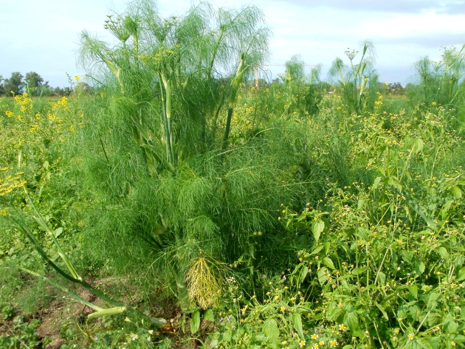 20110917Fenchel_Neulussheim7