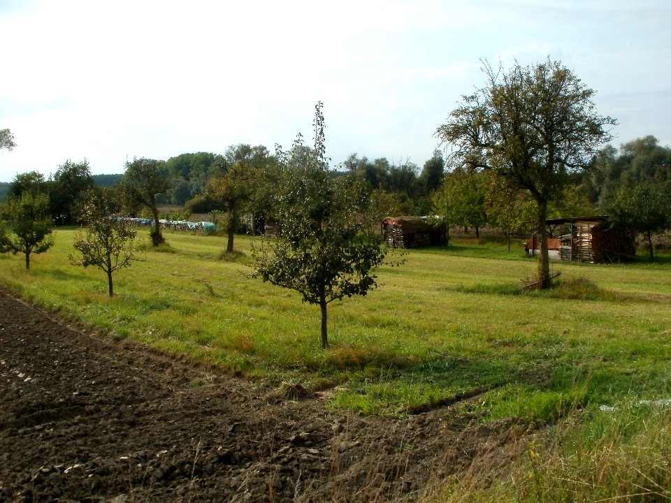 20110917Streuobstwiese_Rheinhausen
