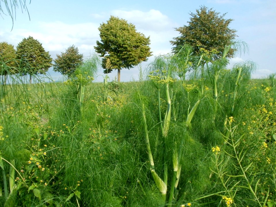 20110917Fenchel_Neulussheim8