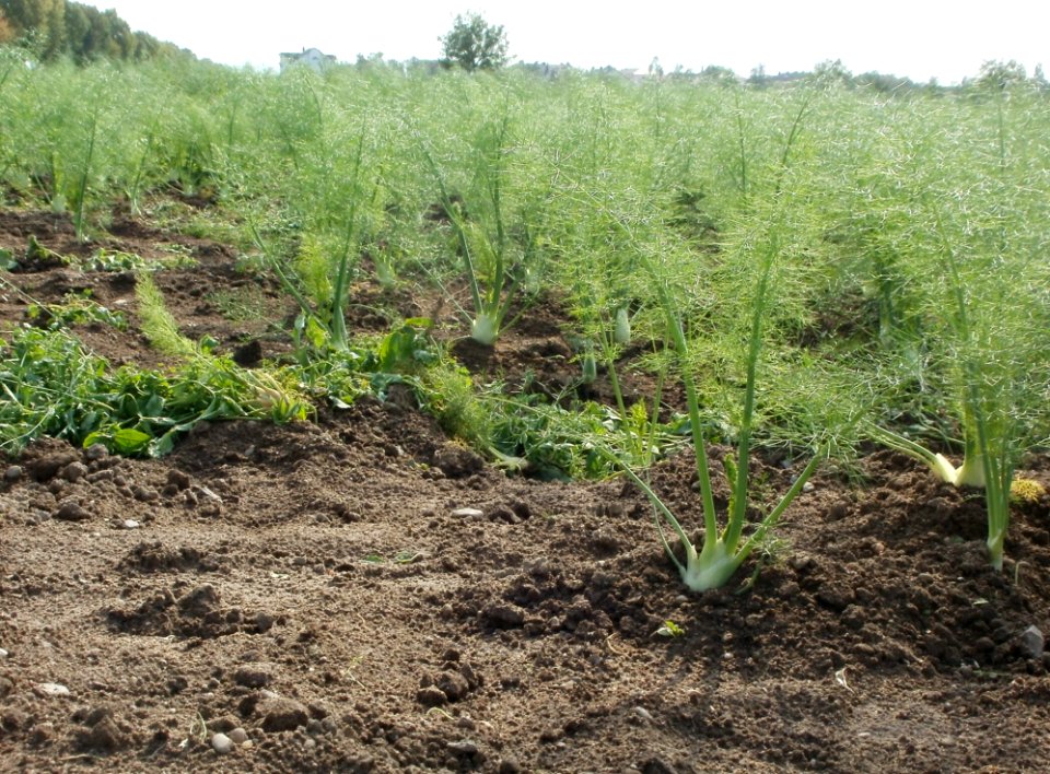 20110917Fenchel_Neulussheim5