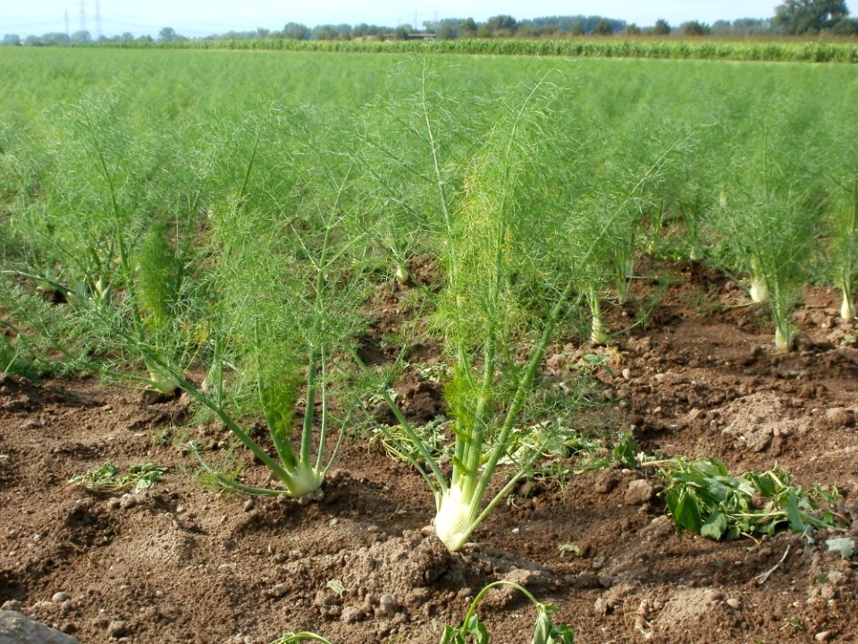 20110917Fenchel_Neulussheim2