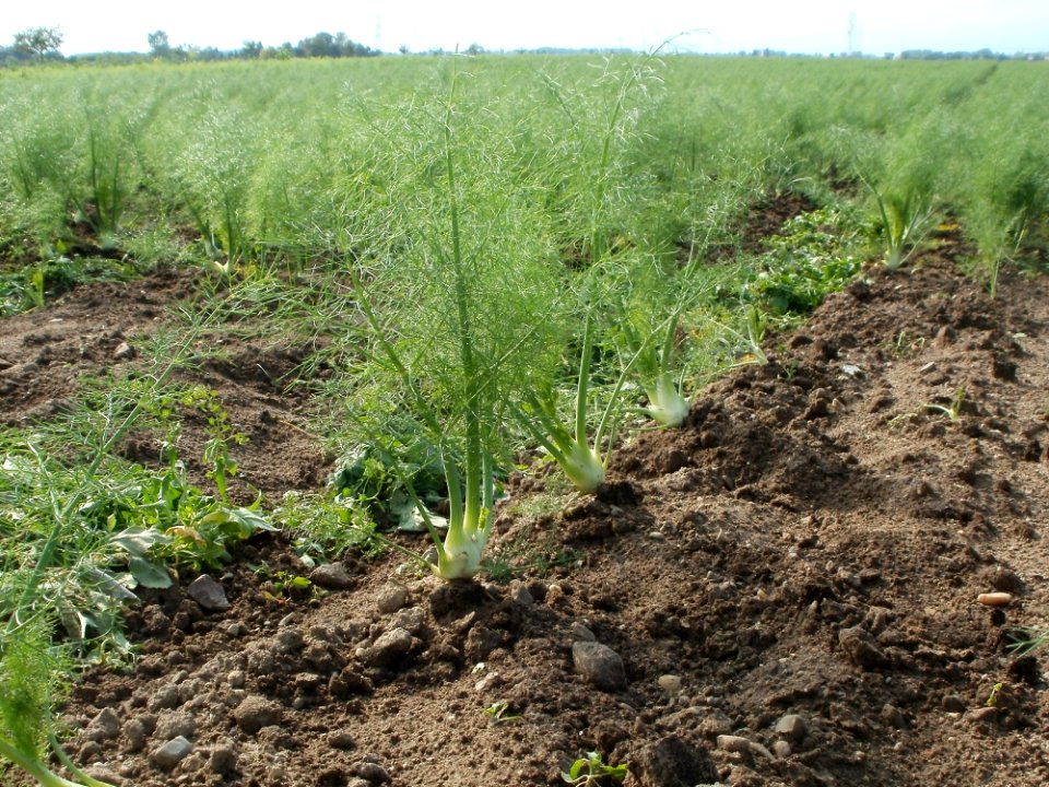 20110917Fenchel_Neulussheim4