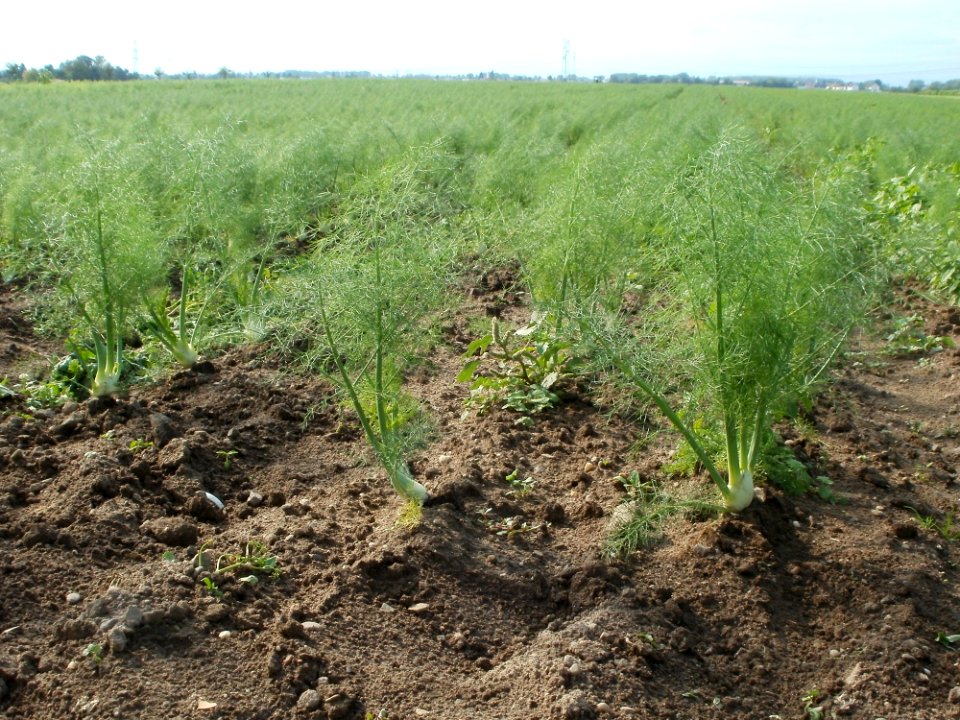 20110917Fenchel_Neulussheim3