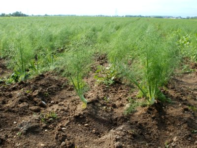 20110917Fenchel_Neulussheim3
