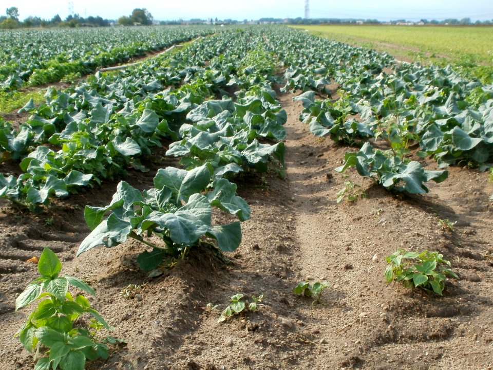 20110917Kohlrabi_Neulussheim1