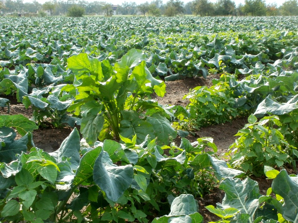 20110917Kohlrabi_Neulussheim2