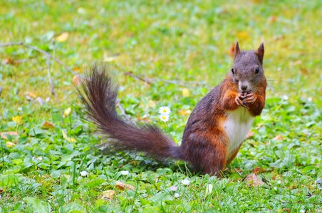 Brown nut possierlich photo