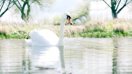 Animal water swans photo