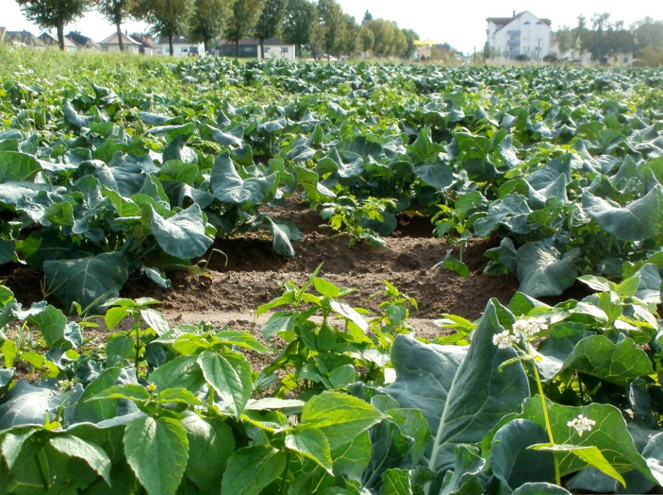 20110917Kohlrabi_Neulussheim3