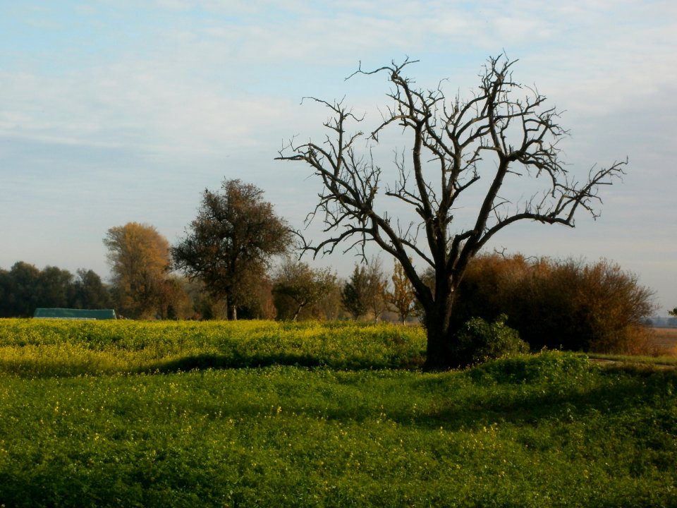 20111028Baeume_Hockenheimer_Rheinbogen2