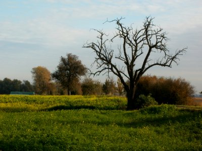 20111028Baeume_Hockenheimer_Rheinbogen2