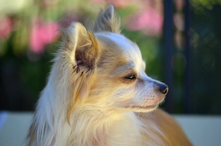 Animals nature cute