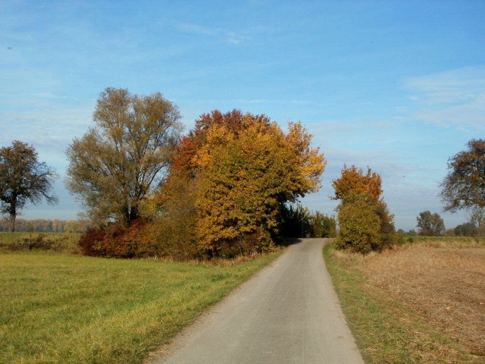 20111028Baeume_Hockenheimer_Rheinbogen1