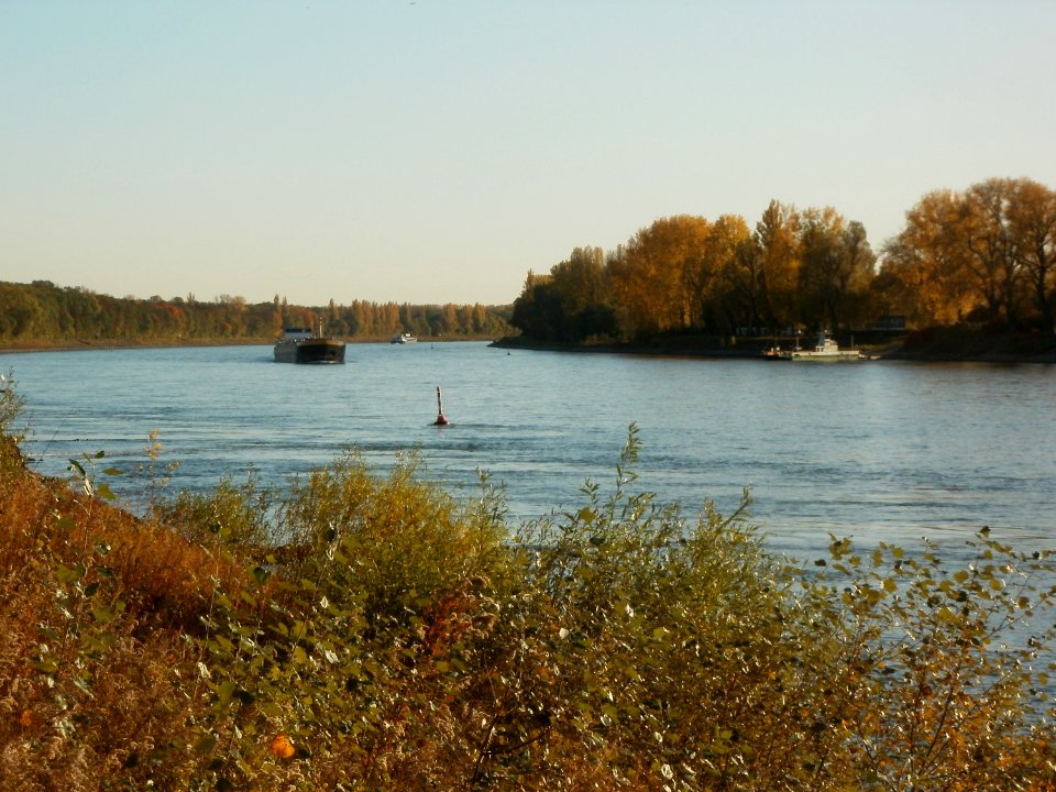 20111026Rhein_Bruehl5