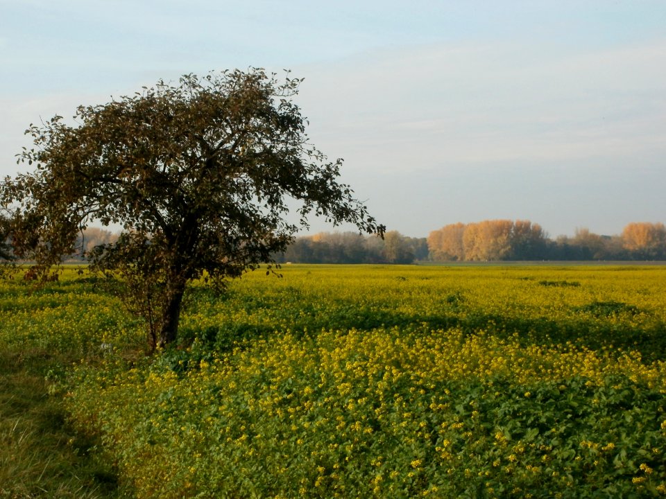 20111028Baeume_Hockenheimer_Rheinbogen3