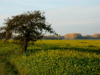 20111028Baeume_Hockenheimer_Rheinbogen3
