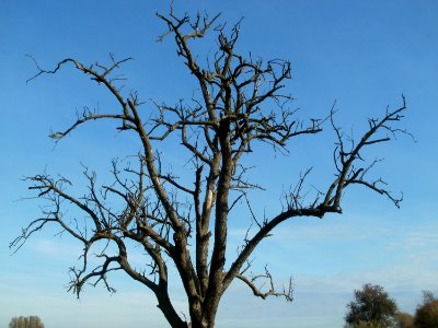 20111028Baum_Hockenheimer_Rheinbogen1